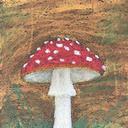 Amanita muscaria