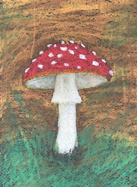 Amanita muscaria